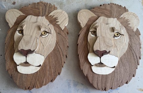 LIONS photo